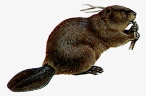 Beaver Png