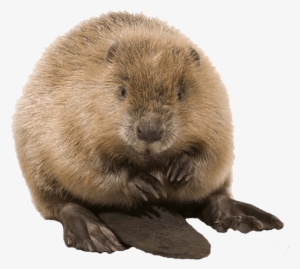 Cute Beaver - Beaver Png