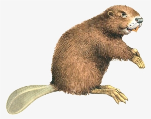 Beaver Png