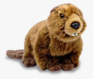 North American Beaver - North American Beaver Png