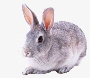 Download - Grey Rabbit Transparent