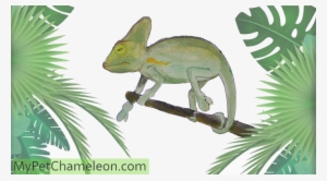 Gout In Chameleons Thick Ankles And Wrists - Common Chameleon