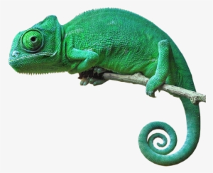 Chameleon Camouflage Reptile Lizard Green Freetoedit - Chameleon With No Background