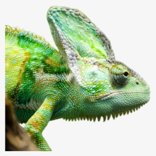 Reptile Iguana Render Bottomless Lizard Ig - Reptiles Render