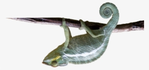 Chameleon - Common Chameleon