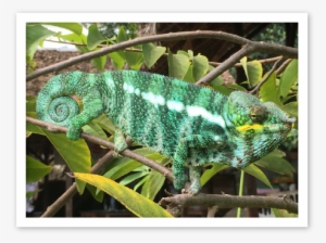 Male Panther Chameleons Nosy Komba Mrci - Nosy Komba