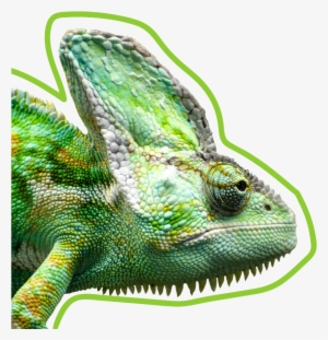 Leadlizard Chameleon - Art Print: Wonderful Dream's Exotic Reptile Animal,
