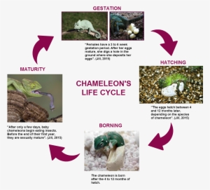 Untitled Gestation "females Have A 3 To 6 Week Gestation