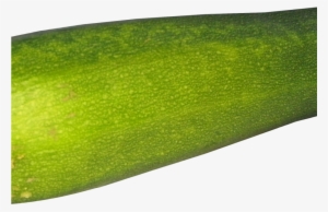 Zucchini Png Image1 - Zucchini