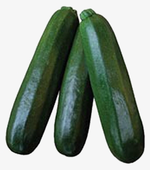 Commercial Seeds / Fruity / F1 Zucchini - Zucchini