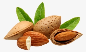 Almond Vector Seed Clip Art Royalty Free