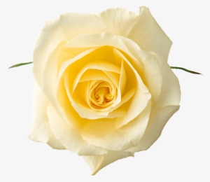 Yellow Rose Png - White Rose Flower Png