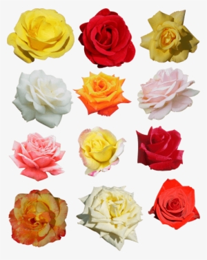 Free Png Rose Png Images Transparent - Lavera Deodorant Spray 75 Ml 75 Ml