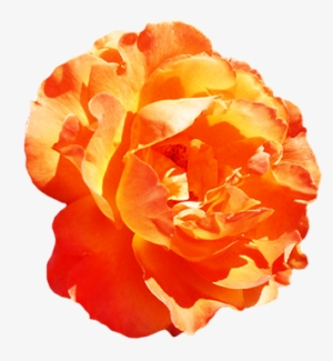 Yellow Rose Clipart Valentine - Clipart Orange Roses