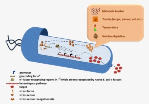 Such A Circuit Allows The Cell Itself To Dynamically - Synthetic Biological Circuit