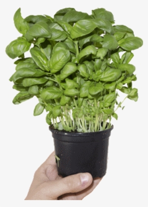Lush Basil Clear Background - Souvnear 3" Herb Planter - Ceramic Handmade Pot In