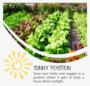 Herbs In Sun - Garden Fruits And Veggies