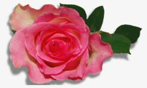 Emperor Roses Flowers Purple Nature Clipart Hd Wallpapers