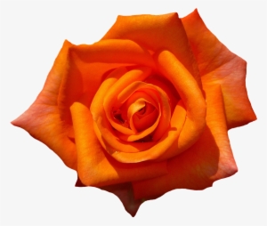 Rose-1385970 960 720 - Orange Rose Transparent Background