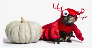 Here's How You Can Run This Fun Campaign - Pumpkin