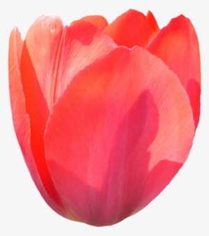 Tulip Png Image Transparent - Tulip Png