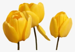 Yellow Tulip Png Pic - Yellow Tulip Flower Png