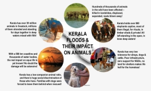 A Complexity Called Kerala In The Aftermath Of The - Kerala