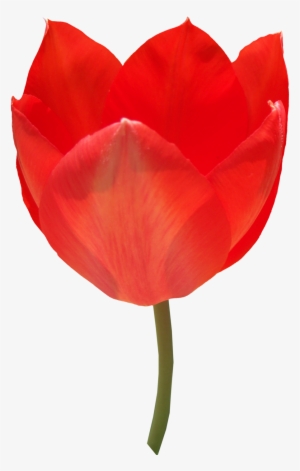 Red Tulip Png Image - Sprenger's Tulip