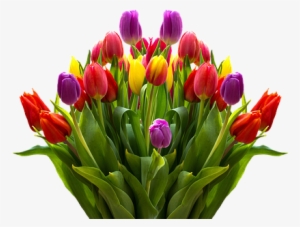Lukisan Bunga Tulip Png - Big Bouquet Of Beautiful Tulip