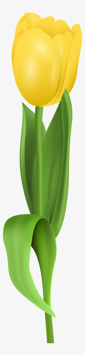 Yellow Flowers Png Tulips