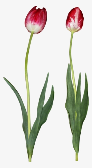 Tulip Png Download Image - Tulip