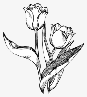 Drawing Spring Tulip Png - Tulip Drawing