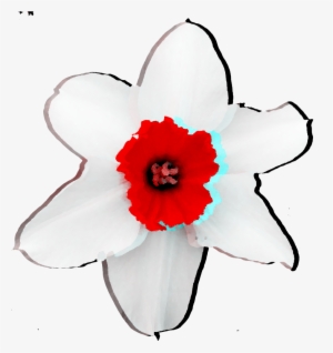 Flower Holga White Red Abstract Freetoedit - Artificial Flower