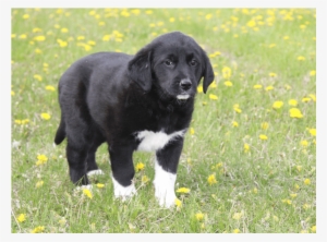 Meet Gamora Female Our Guardians Of The Galaxy Pups - Companion Dog