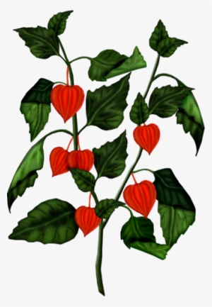 Venus - Floral Design