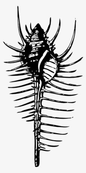 Free Vector Venus Comb Clip Art - Venus Comb Shell Illustration