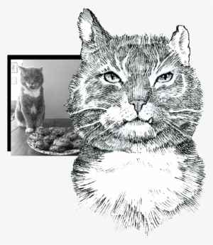 Alfie-collage - Cat