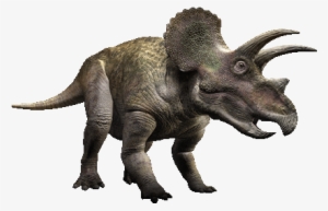 The Crown Of The Male Triceratops Was Larger Than The - Triceratops