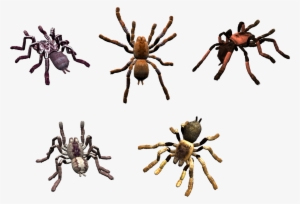 Spider