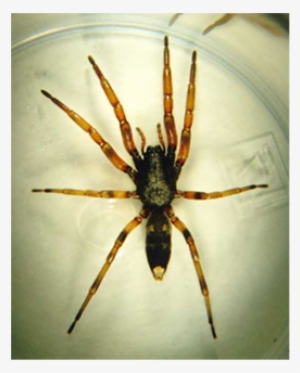 White Tailed Spiders - White Tail Spider Nz