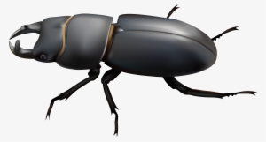 Beetle Png Clip Art