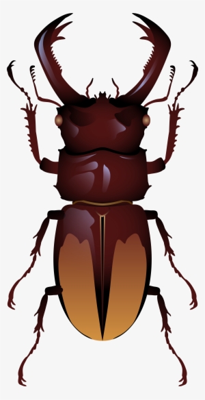 Beetle Png Clip Art - Top View Beetle