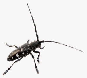 Png With Transparent Background, - Beetles Insects