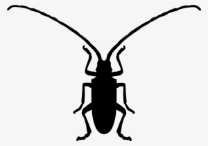 Fungus Beetle Insect Shape Comments - Beetle