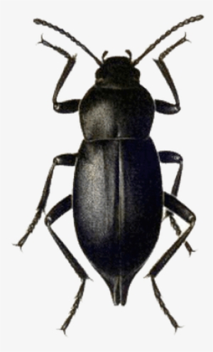 Beetle Black - Black Beetle Png