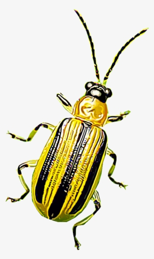 Cucumber Beetles Are Eye-catching Pests That Damage - Insecto Amarillo Con Bandas Negras