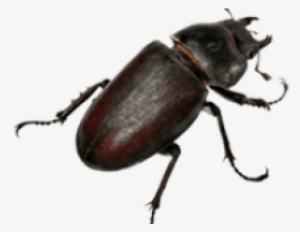 Nome De Insetos Em Inglês