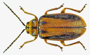 Elm Leaf Beetles - Elm Leaf Beetle