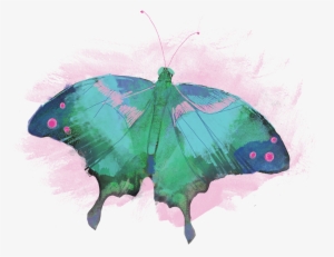 Task 5 Png Superb Designers - Papilio