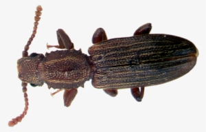 Learn About Sawtoothed Grain Beetles - Beetles In Florida